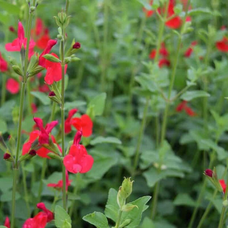 Salvia x jamensis 'Hot Lips' ---